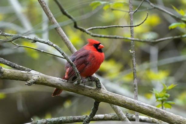 istock Northern Cardinal male singing for a mate 1226078155