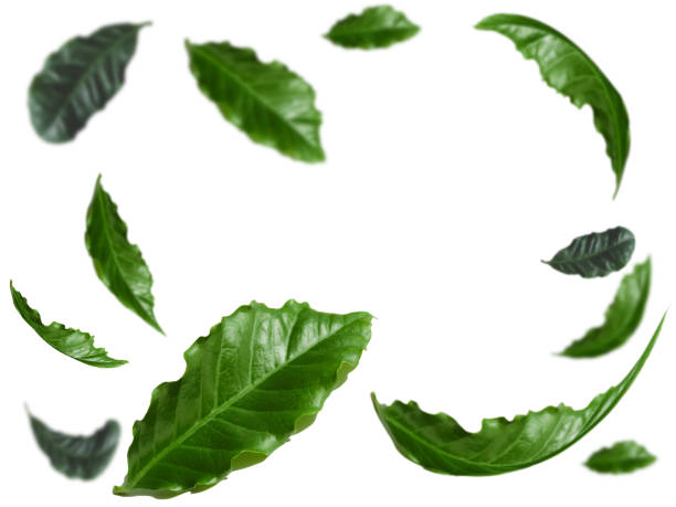 istock Levitation green leaf with coffee tree on a white background with space for text in the center. Selective focus image 1226078167
