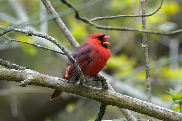 istock Northern Cardinal male singing for a mate 1226078185