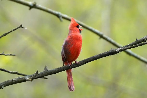 istock Northern Cardinal male singing for a mate 1226078704