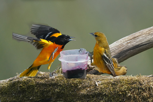Baltimore Orioles landing and feeding and flying around backyard bird feeder