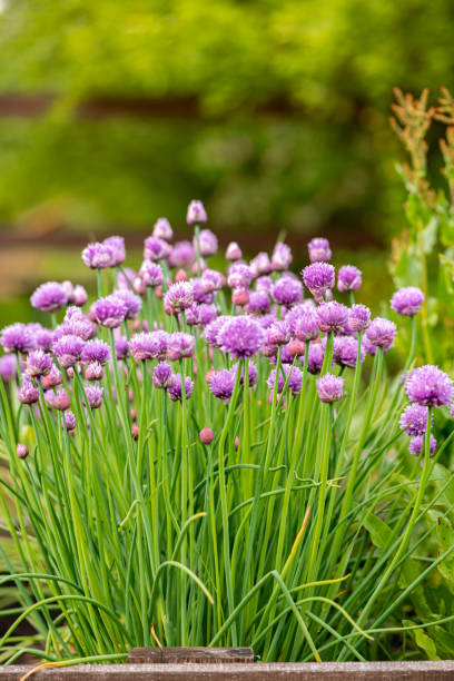istock Beautiful blooming chive in a spring garden 1226080127