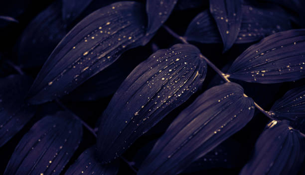 Luxurious dark purple leaves with gold drops