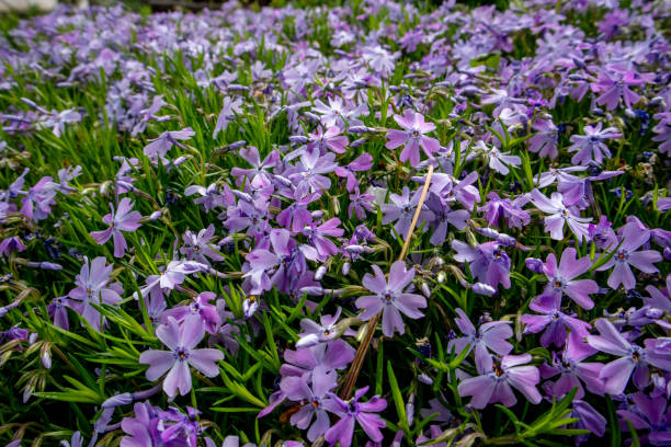 istock Phlox subulata, also known as the moss phlox. Blue flowers. 1226080470
