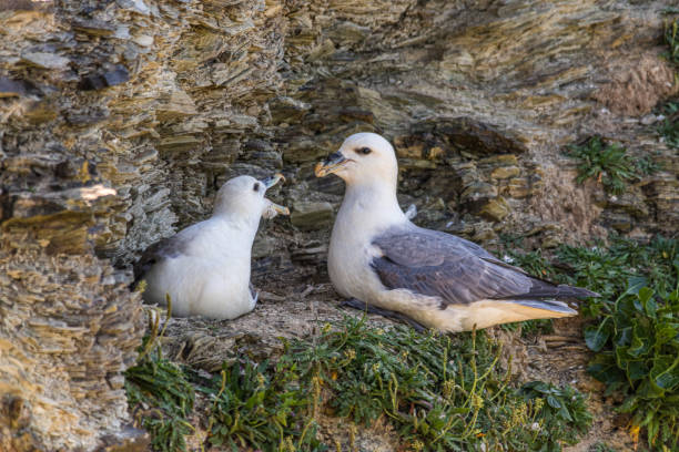 Juvenile Fulmar being fed by an adult A young Fulmar waiting for food from its parent on their cliff face nest fulmar stock pictures, royalty-free photos & images