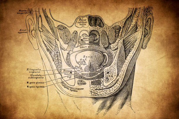 Illustration of a Frontal section of the base of the skull and face