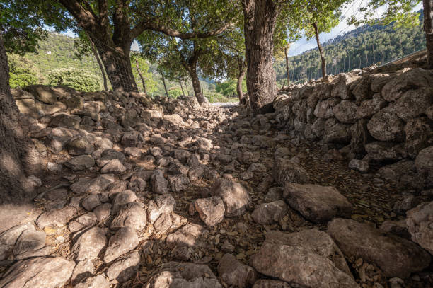 Cobblestone path bordered by stone walls and old trees in the background in Mallorca