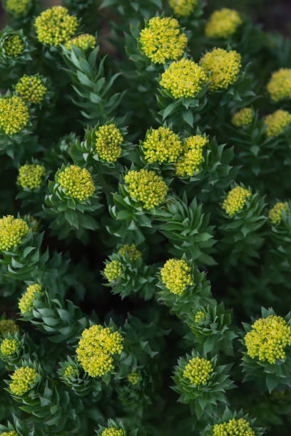 Rhodiola rosea - Photo