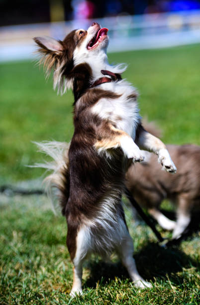 istock Beautiful little dog on the green grass. 1226083881