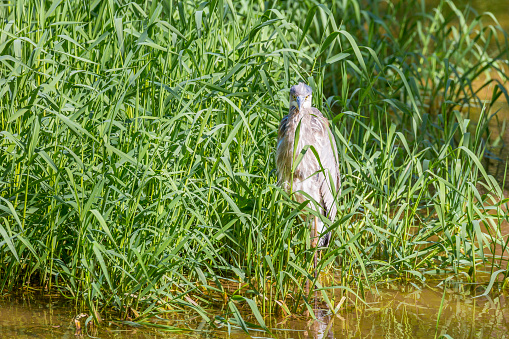 Great Blue Heron Looking At Photographer
