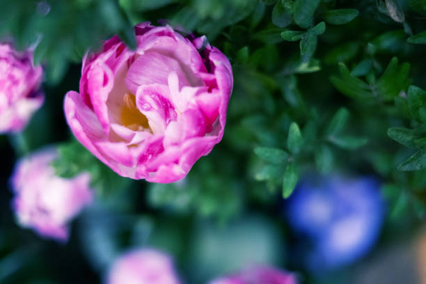 istock Selective focus. Abstract floral background macro delicate flowers pink and white tulip. 1226085073