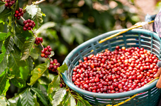 枝の中の赤いコーヒー豆 - グアテマラ 写真 ストックフォトと画像