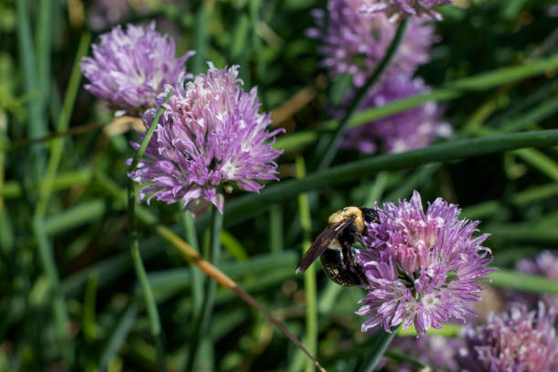 Close-up of a bee collecting nectar from a vibrant purple flower in full bloom with blurred greenery in background.