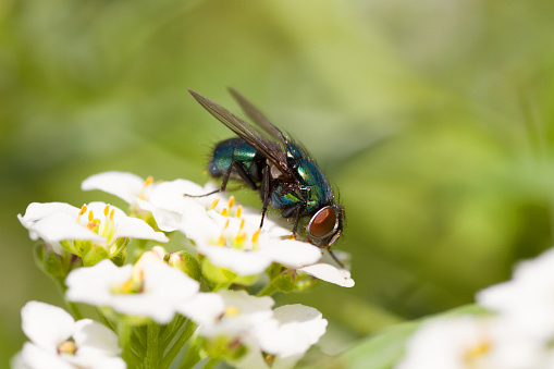 Macro of a Common green bottle fly (Lucilia sericata) on a white flower.
