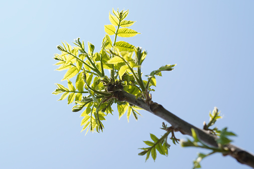 New spring foliage with black walnut branch (Juglans nigra) close up image. On a background of blue sky. Europe Hungary