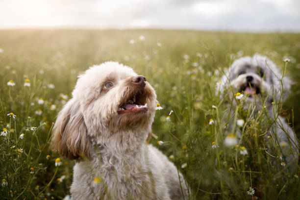 Furry dogs looking to the sky at chamomile field