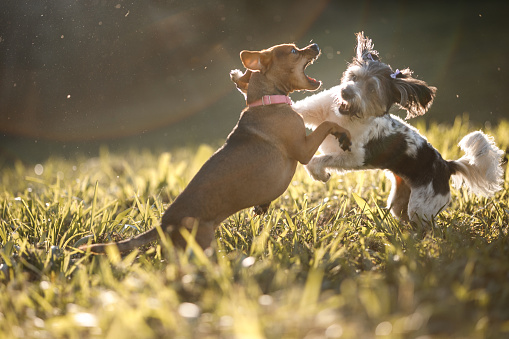 Dogs playing at field