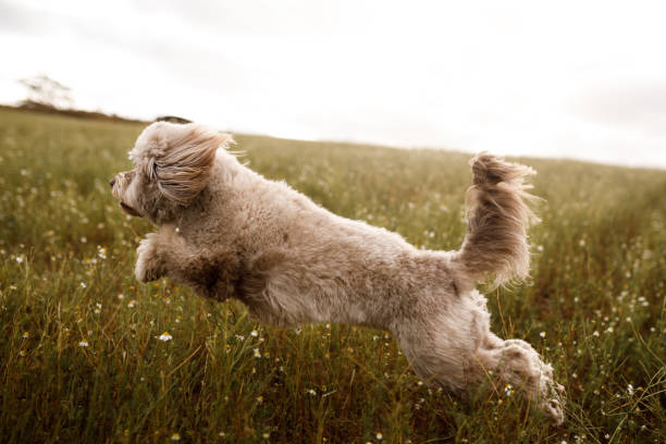 istock Furry dog running at chamomile field 1226089160