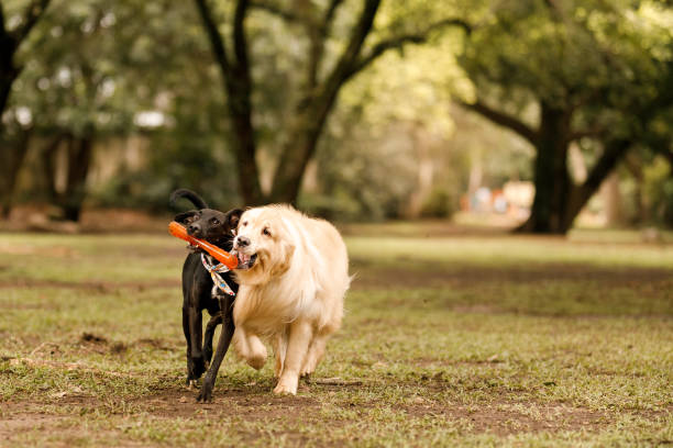 Dogs playing at field