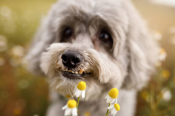 istock Toothy and curious dog at chamomile field 1226089165