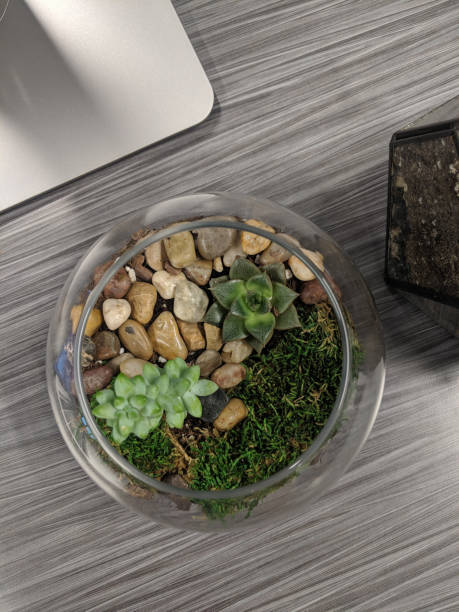 istock various succulents in a terrarium with pebbles 1226090062