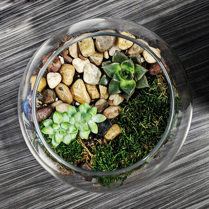 various succulents in a terrarium with pebbles