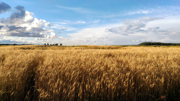 istock gold ears of wheat under blue sky 1226090544