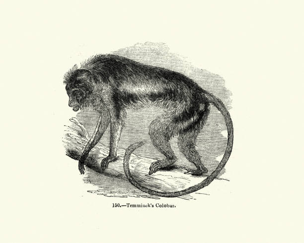 Colobuses Drawing 120+ Black And White Colobus Stock Illustrations, Royalty-Free Vector ...