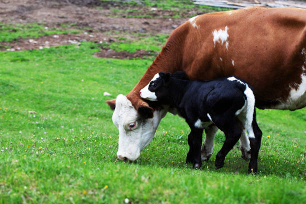 A cow-cub and his mother feeding on a grass field during spring season, mountains near Paularo(UD), FVG, Italy.