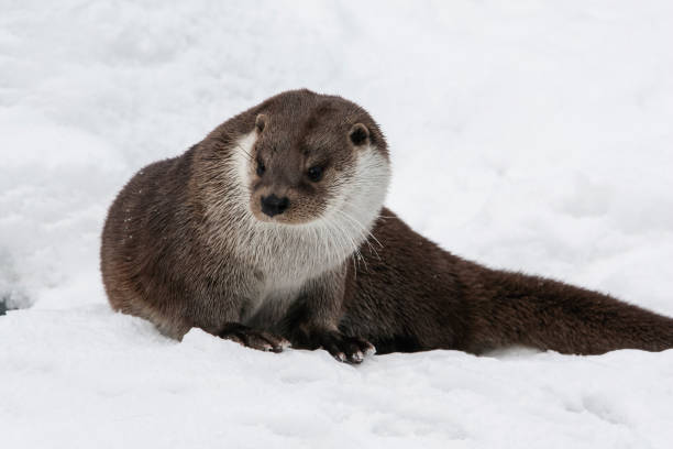 istock River otter in winter fur posing in the snow. 1226093135