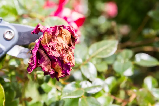 Hand using shears to cut wilted red rose flower, in garden. Authentic scene in spring time