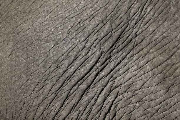 istock The Pattern Skin of an African Elephant 1226095800