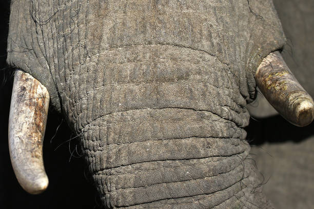 istock Tusks of an African Elephant 1226095888