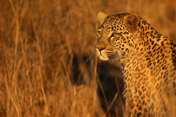 istock A Portrait of Leopard in Golden Light 1226096141