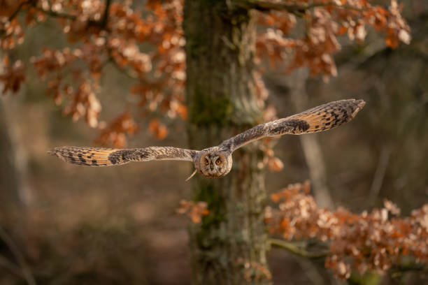 istock Hunter look. Long-eared owl flying on sunny day. 1226096927