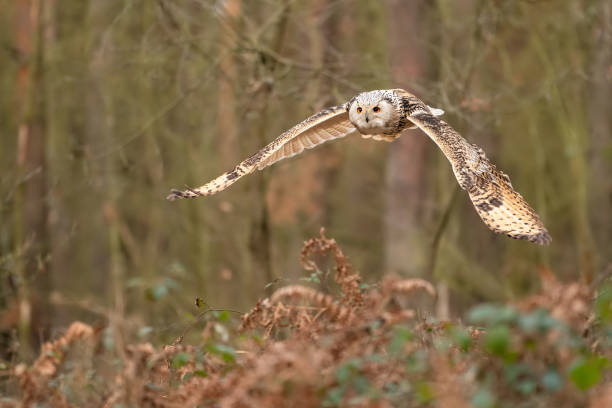 istock Siberian eagle owl with beauty wings in the forest. 1226096946