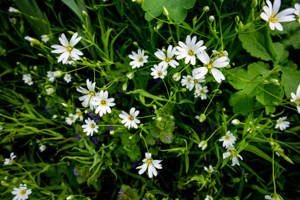 Field of white stellaria media flowers in the forest. White spring flowers on natural green meadow background. stellaria media stock pictures, royalty-free photos & images