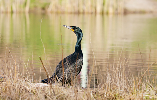Double-crested cormorant standing by water's edge of wetland in Don Valley Brick Works Park, Toronto, Ontario, Canada in early summer