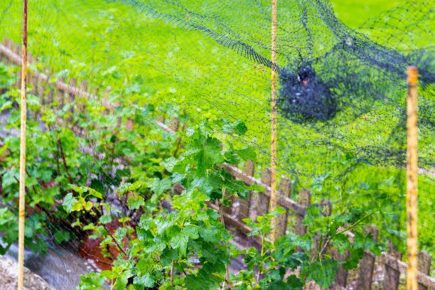 netzschutz vor vögeln auf stachelbeerenpflanzen im garten - gooseberry fruit growth green stock-fotos und bilder