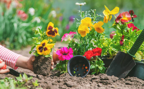 istock A child plants a flower garden. Selective focus. 1226101170