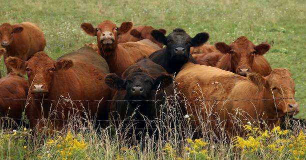 istock Brown and black cows looking over the fence 1226101768