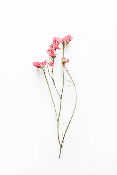 istock Dried field flower with pink petals. 1226102960