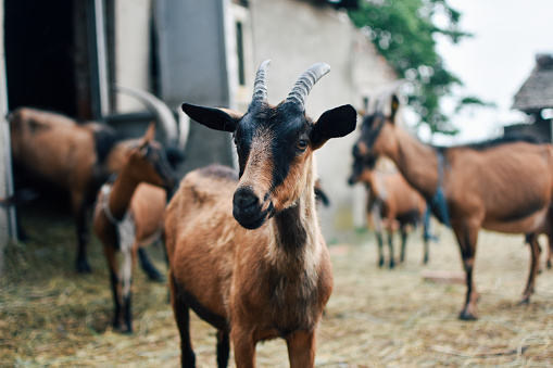 Goat, Domestic Goat, Dairy Farm, Smiling