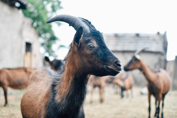 istock Portrait of domestic goat 1226103549