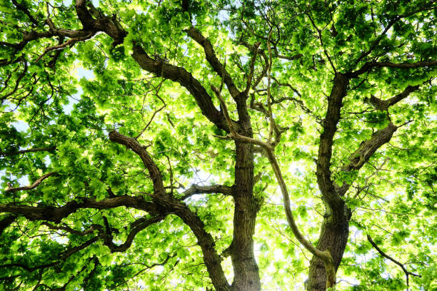 istock Sun through an Oak Trees leaves 1226103813