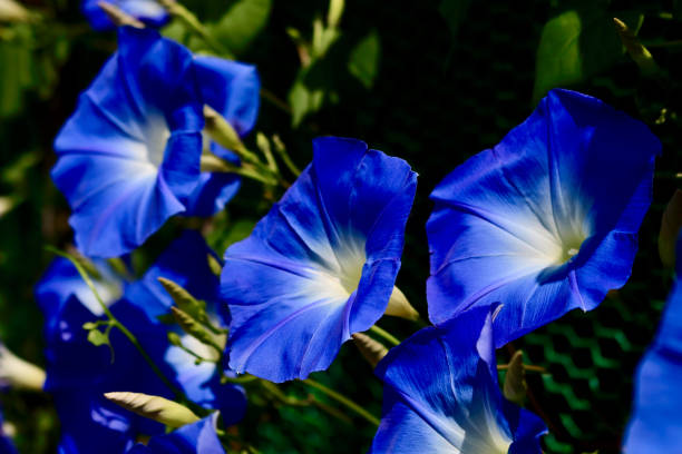 morning glory morning glory morning glory photos stock pictures, royalty-free photos & images