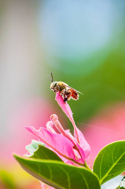 Bee