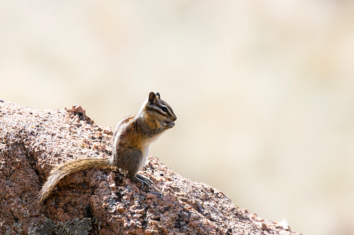 Cute little chipmunk frolicking on a big rock in the wilderness of Colorado