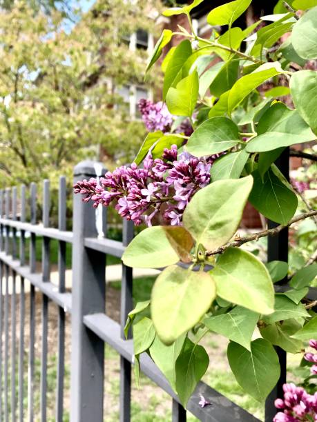 istock City flowers through a fence 1226108103