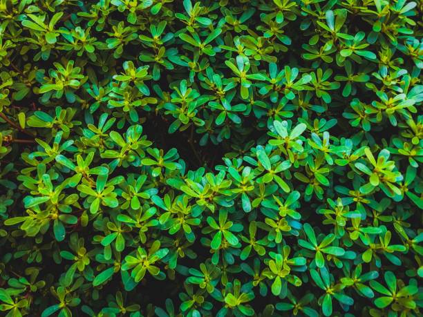 istock green leaves plant texture background 1226109987